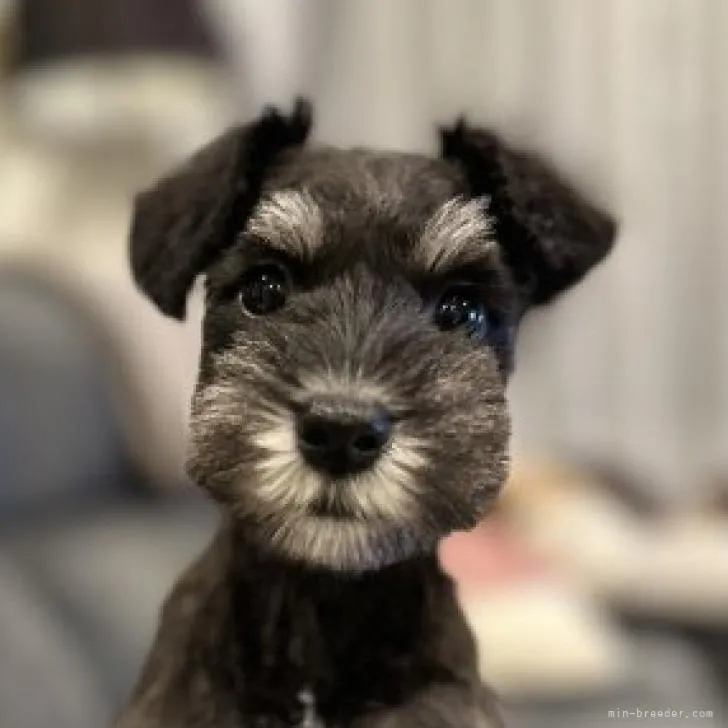 ID:2211-03560の子犬