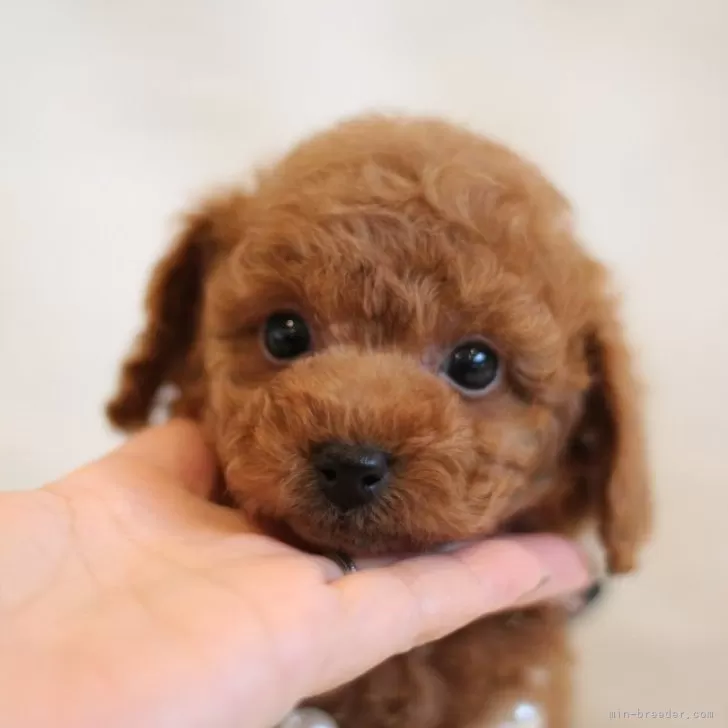 ID：2402-06166の子犬