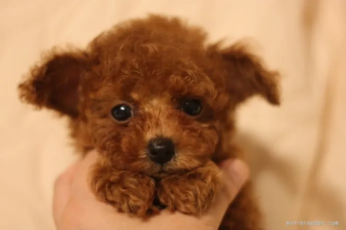 ID:1510-00015の子犬