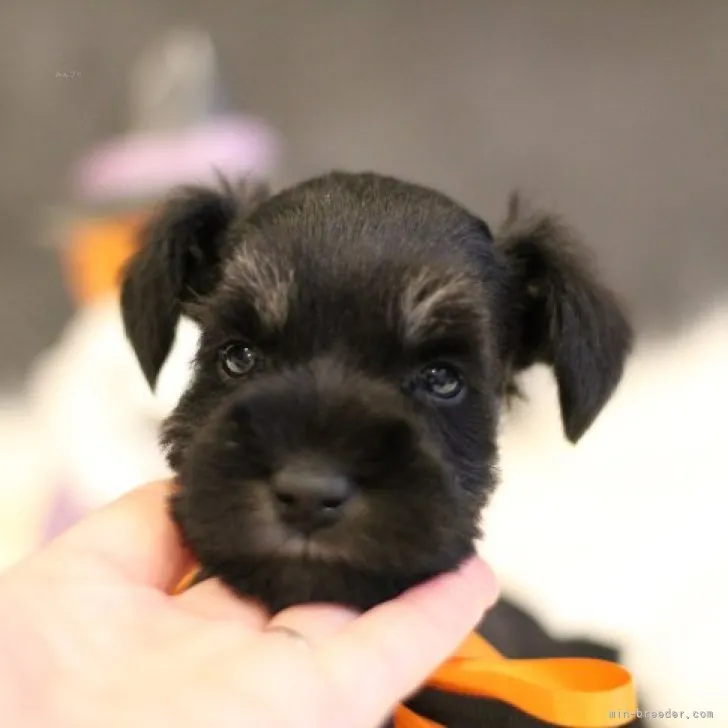 ID：2310-04326の子犬