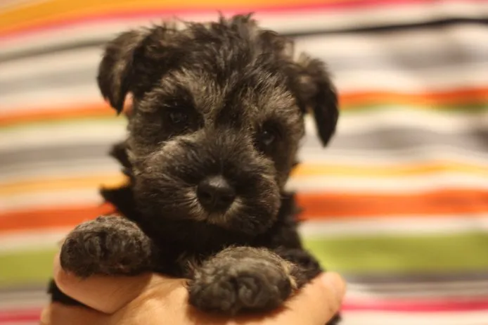 ID:1505-00260の子犬