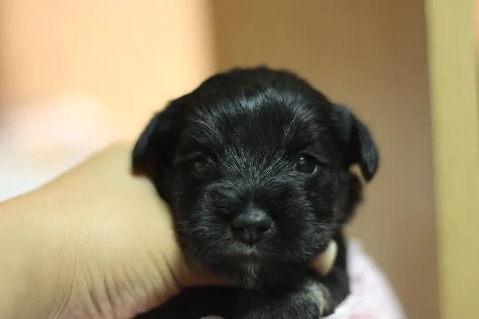 ID：1305-00913の子犬