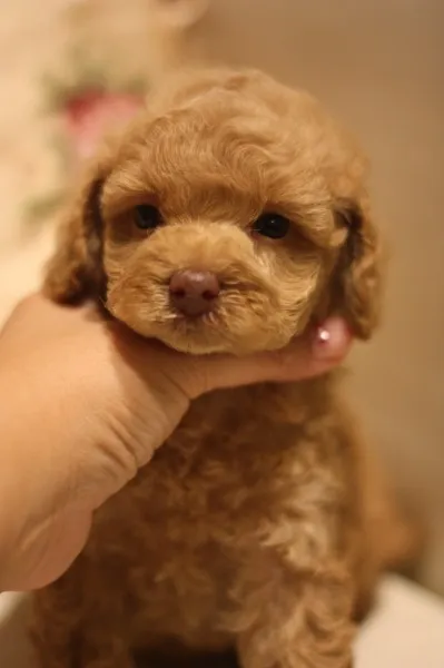 ID：1311-00655の子犬
