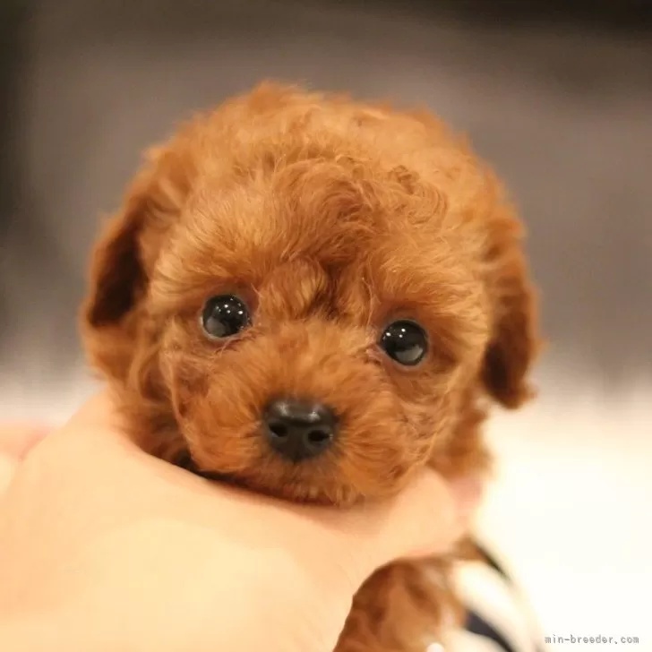 ID：2409-02310の子犬