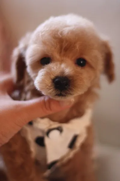 ID：1308-00159の子犬