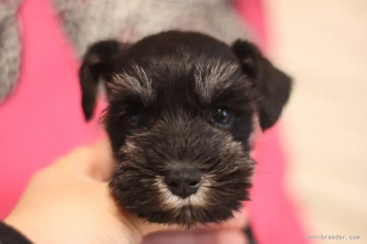 ID:1601-00222の子犬