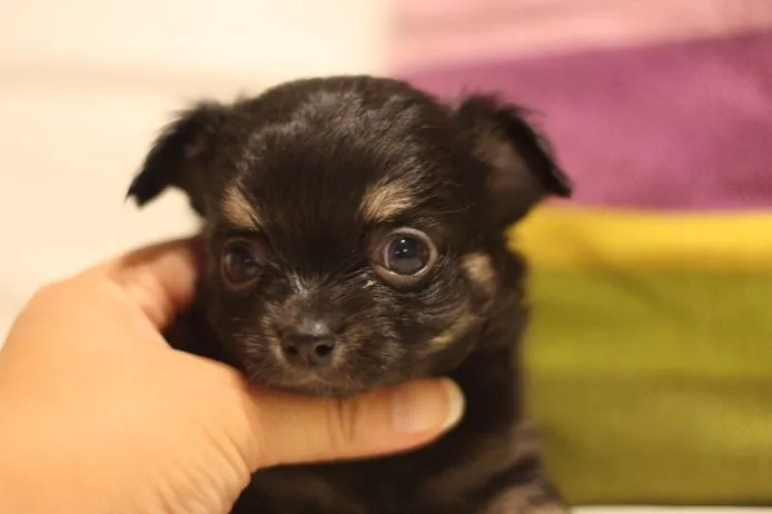 ID：1409-01541の子犬