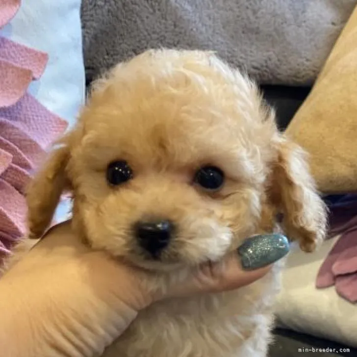 ID:2207-02496の子犬