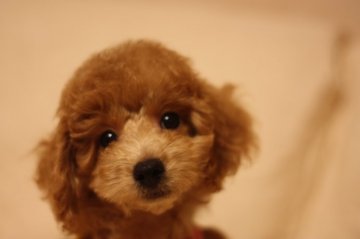 トイプードル(トイ)【千葉県・男の子・2015年6月27日・アプリコット】の写真「可愛い５兄妹」