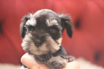 ミニチュアシュナウザー【千葉県・男の子・2020年10月20日・ブラック&シルバー】の写真「パパチャンピオン　ちびちびサイズの男の子」
