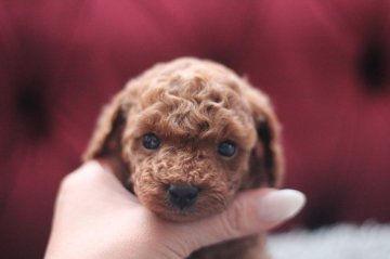 トイプードル(タイニー)【千葉県・男の子・2020年7月21日・ディープレッド】の写真「濃いレッドの男の子(^-^)」