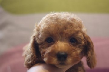 トイプードル(トイ)【千葉県・男の子・2014年8月10日・レッド】の写真「お顔立ちの可愛い子です。」