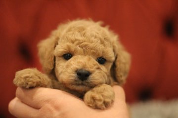 トイプードル(タイニー)【千葉県・男の子・2020年7月21日・アプリコット】の写真「濃いレッドの男の子(^-^)」