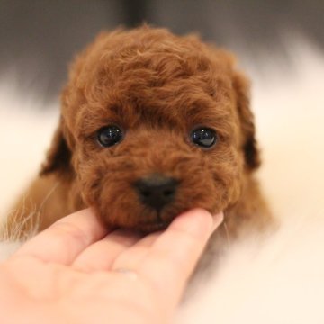 トイプードル(タイニー)【千葉県・女の子・2024年7月12日・レッド】の写真「優しいお顔の女の子🥰」