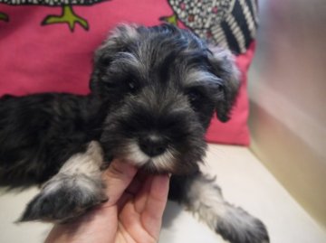 ミニチュアシュナウザー【千葉県・男の子・2015年2月22日・ソルト&ペッパー】の写真「」