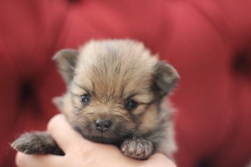 ポメラニアン【千葉県・男の子・2020年10月9日・オレンジ】の写真「小振りでお顔がとっても可愛い子です」