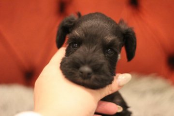 ミニチュアシュナウザー【千葉県・男の子・2021年1月20日・ブラック&シルバー】の写真「パパチャンピオン　丸顔の可愛いお顔立ち♡」