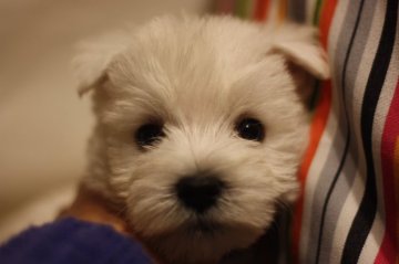 ウエストハイランドホワイトテリア【千葉県・男の子・2014年12月10日・ホワイト】の写真「珍しい犬種ウエスティー(^-^)」