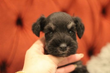 ミニチュアシュナウザー【千葉県・男の子・2021年1月20日・ブラック&シルバー】の写真「パパチャンピオン　丸顔の可愛いお顔立ち♡」