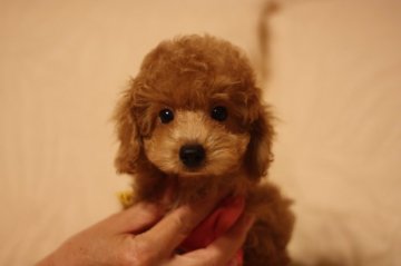 トイプードル(トイ)【千葉県・男の子・2015年6月27日・アプリコット】の写真「可愛い５兄妹」