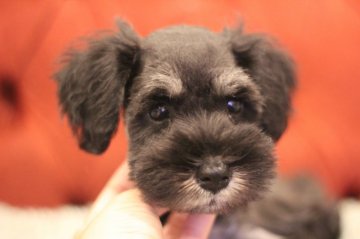 ミニチュアシュナウザー【千葉県・男の子・2019年4月15日・ブラック&シルバー】の写真「お父さんはチャンピオンです(^-^)」