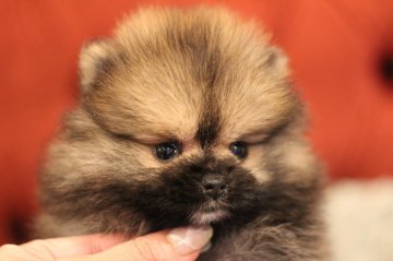 ポメラニアン【千葉県・女の子・2019年3月26日・オレンジ】の写真「超絶可愛い女の子です(#^^#)」