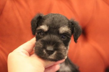 ミニチュアシュナウザー【千葉県・男の子・2019年7月7日・ブラック&シルバー】の写真「七夕生まれの彦星様♡」
