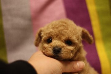 トイプードル(トイ)【千葉県・女の子・2014年2月21日・アプリコット】の写真「毛量たっぷりの劇カワ姫❤」