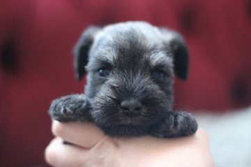 ミニチュアシュナウザー【千葉県・男の子・2021年1月17日・ソルト&ペッパー】の写真「パパチャンピオン　丸顔の可愛いお顔立ち♡」