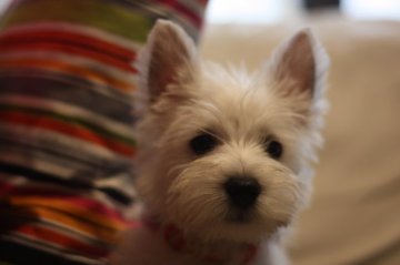 ウエストハイランドホワイトテリア【千葉県・男の子・2014年12月10日・ホワイト】の写真「珍しい犬種ウエスティー(^-^)」