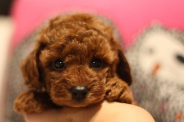 トイプードル(タイニー)【千葉県・男の子・2015年4月12日・レッド】の写真「色素の濃い可愛い子です(´◡`๑)」