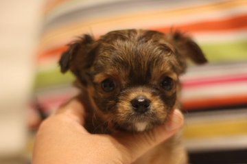 チワワ(ロング)【千葉県・女の子・2015年3月29日・チョコフォーン】の写真「垂れ目の愛らしいお顔立ち」