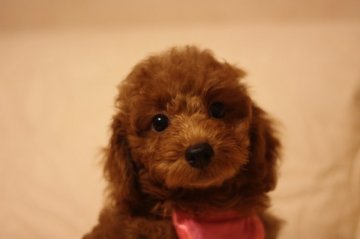 トイプードル(トイ)【千葉県・男の子・2015年6月27日・レッド】の写真「可愛い５兄妹」