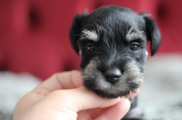 ミニチュアシュナウザー【千葉県・男の子・2019年4月6日・ブラック&シルバー】の写真「まぁるいお顔の可愛い男の子」