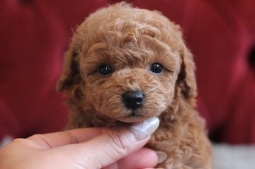 トイプードル(タイニー)【千葉県・男の子・2019年4月26日・レッド】の写真「もこもこ可愛い♡」