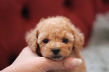 トイプードル(タイニー)【千葉県・男の子・2020年8月19日・アプリコット】の写真「可愛いお顔が自慢の子です(^-^)」