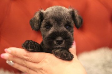 ミニチュアシュナウザー【千葉県・男の子・2019年7月31日・ソルト&ペッパー】の写真「父チャンピオンの丸顔男の子」