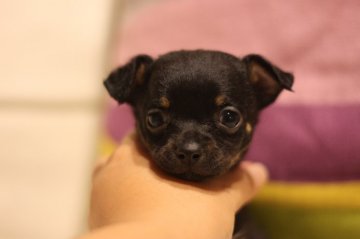 チワワ(スムース)【千葉県・男の子・2014年9月4日・ブラックタン】の写真「」