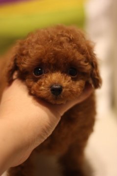 トイプードル(ティーカップ)【千葉県・男の子・2014年2月24日・レッド(ディープレッド)】の写真「小粒で超可愛い男の子」