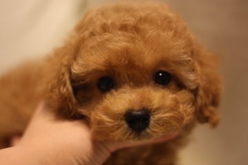 トイプードル(トイ)【千葉県・女の子・2014年1月30日・レッド】の写真「」
