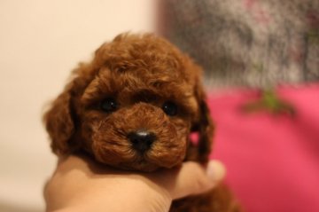 トイプードル(タイニー)【千葉県・男の子・2015年4月11日・レッド】の写真「色素の濃い可愛い子です(´◡`๑)」