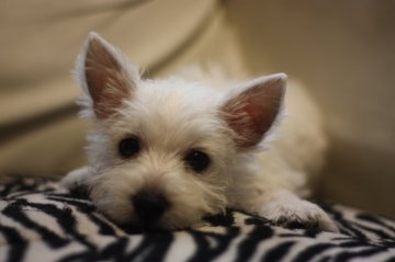 ウエストハイランドホワイトテリア【千葉県・女の子・2014年12月10日・ホワイト】の写真「珍しい犬種ウエスティー(^-^)」