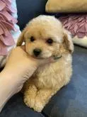 タイニープードル【千葉県・男の子・2022年5月24日・アプリコット】の写真2
