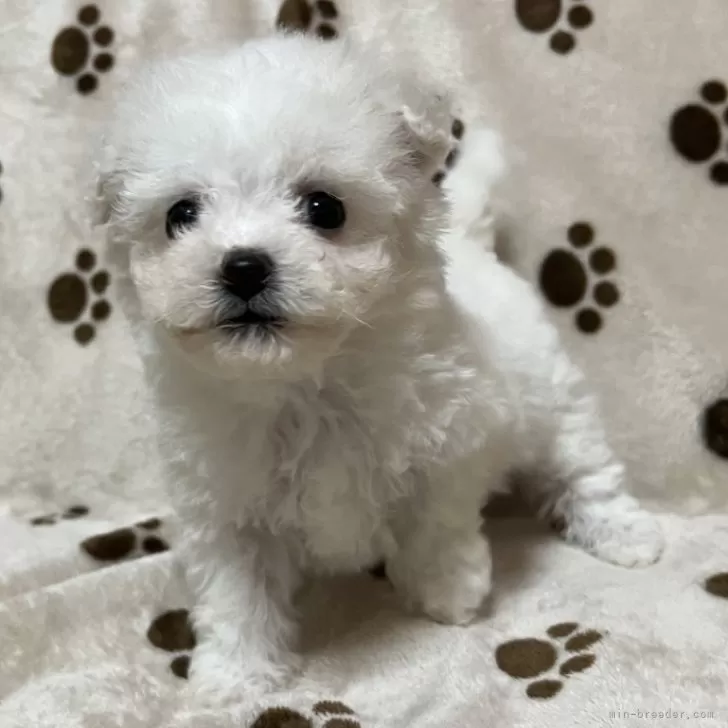 cottoncandy 様のお迎えした子犬