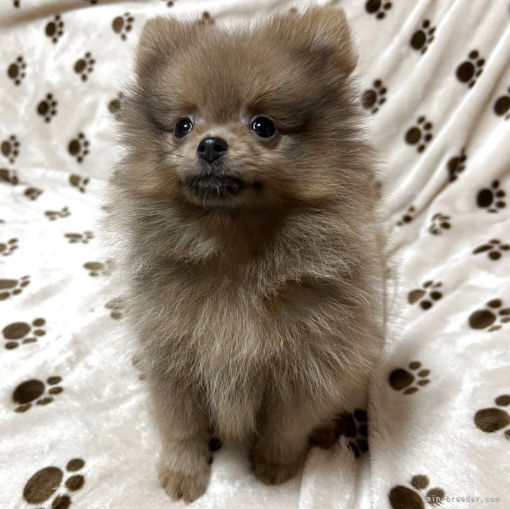 ポメラニアン【岐阜県・女の子・2025年4月14日・イザベラ】いつでも