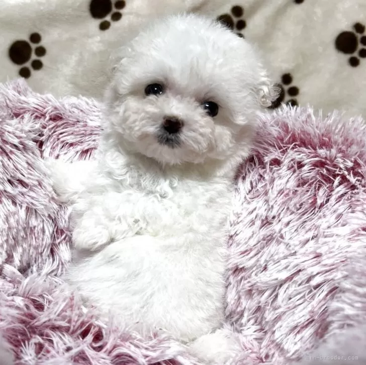 ID:2508-01434の子犬