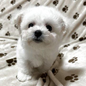 ビションフリーゼ【岐阜県・女の子・2025年9月11日・ホワイト】の写真「もふもふのぬいぐるみちゃんです」