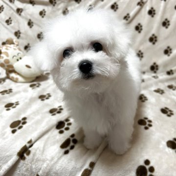 ビションフリーゼ【岐阜県・女の子・2025年9月11日・ホワイト】の写真「くりくりお目目の可愛い子♪♪」