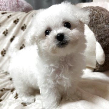 ビションフリーゼ【岐阜県・女の子・2025年9月11日・ホワイト】の写真「くりくりお目目の可愛い子♪♪」