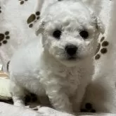 ビションフリーゼ【岐阜県・男の子・2024年12月18日・ホワイト】の写真1